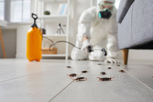 Commercial Kitchen Cockroach Control in Gainesville